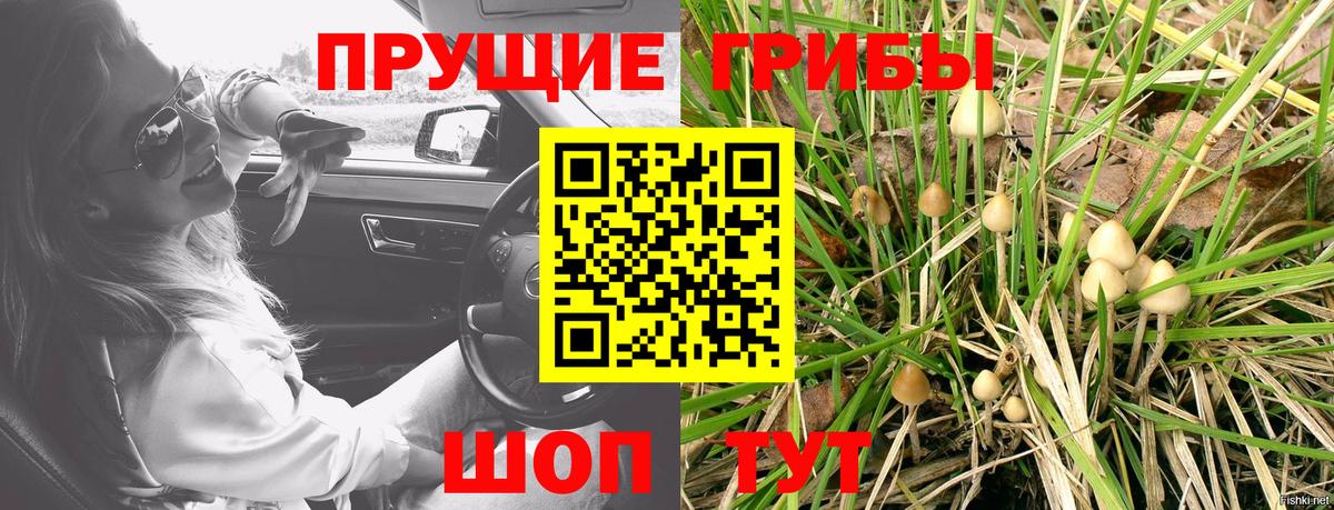 Клинцы  Галлюциногенные грибы Psilocybe  Вход с VPN 